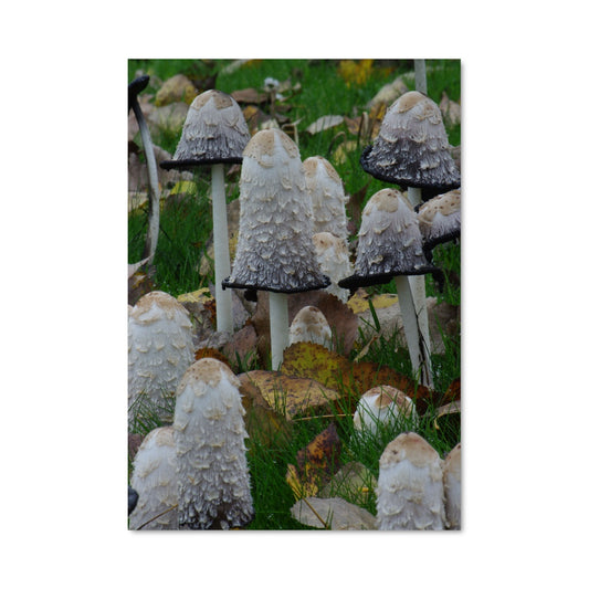 Poster Shaggy ink cap 94298
