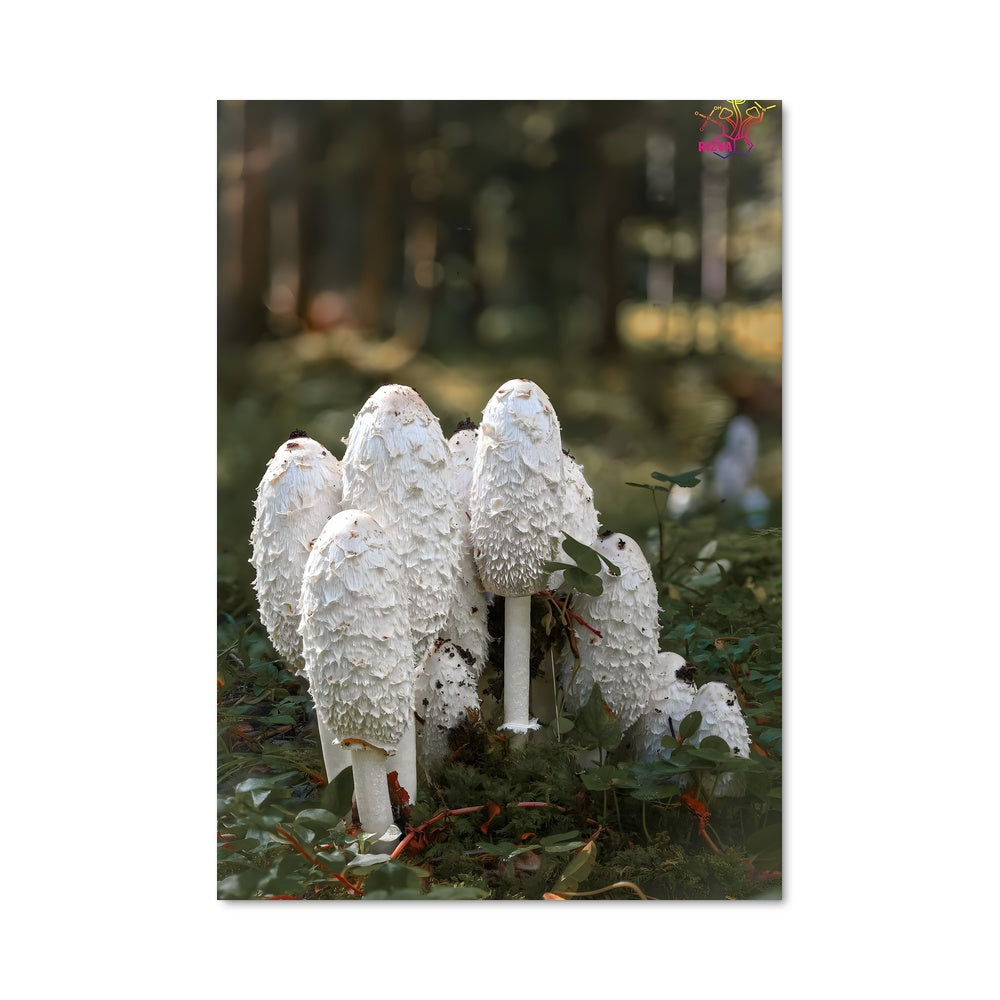 Poster Forêt Mycologique