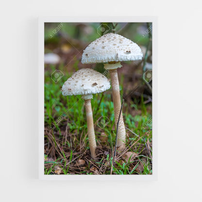 ap-shaggy parasol-1 cadre Blanc