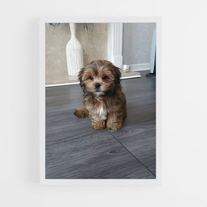 ap-shih tzu-3 cadre Blanc