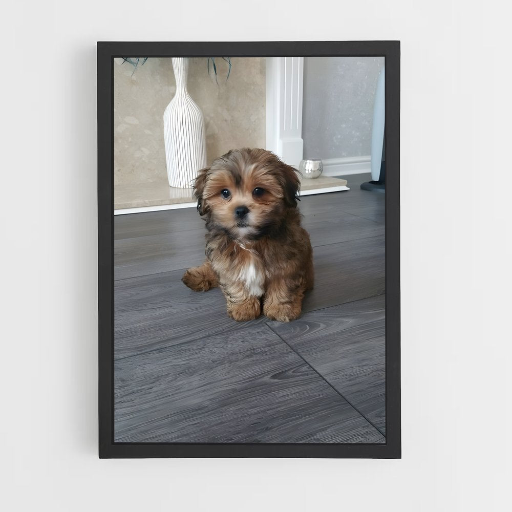 ap-shih tzu-3 cadre Noir