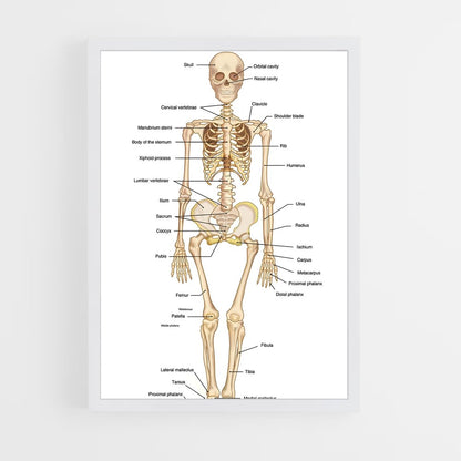 ap-skeleton-1 cadre Blanc