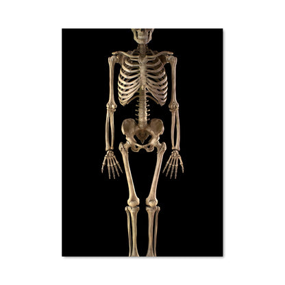Poster Long Neck Skeleton