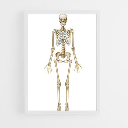 ap-skeleton-7 cadre Blanc