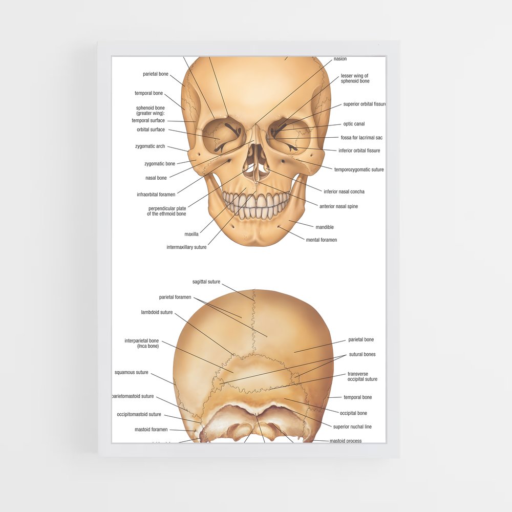 ap-skull-2 cadre Blanc