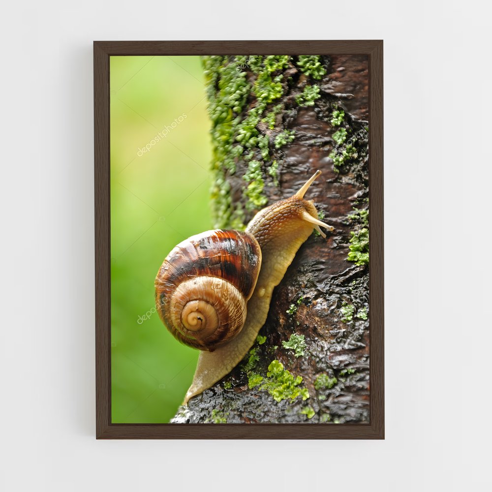 ap-snail-2 cadre Bois foncé