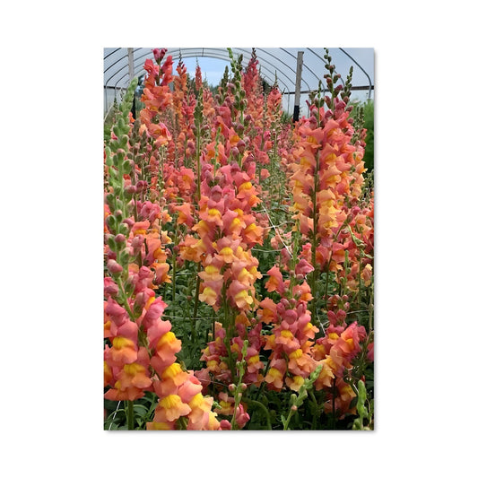 Poster Snapdragon 96733