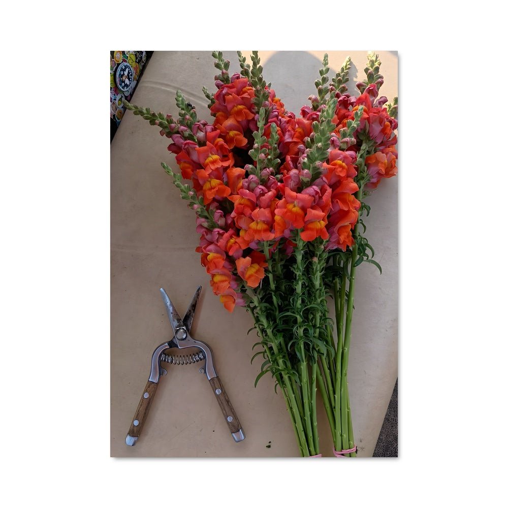 Poster Snapdragon 96754