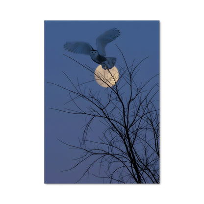 Poster Snowy owl 84376