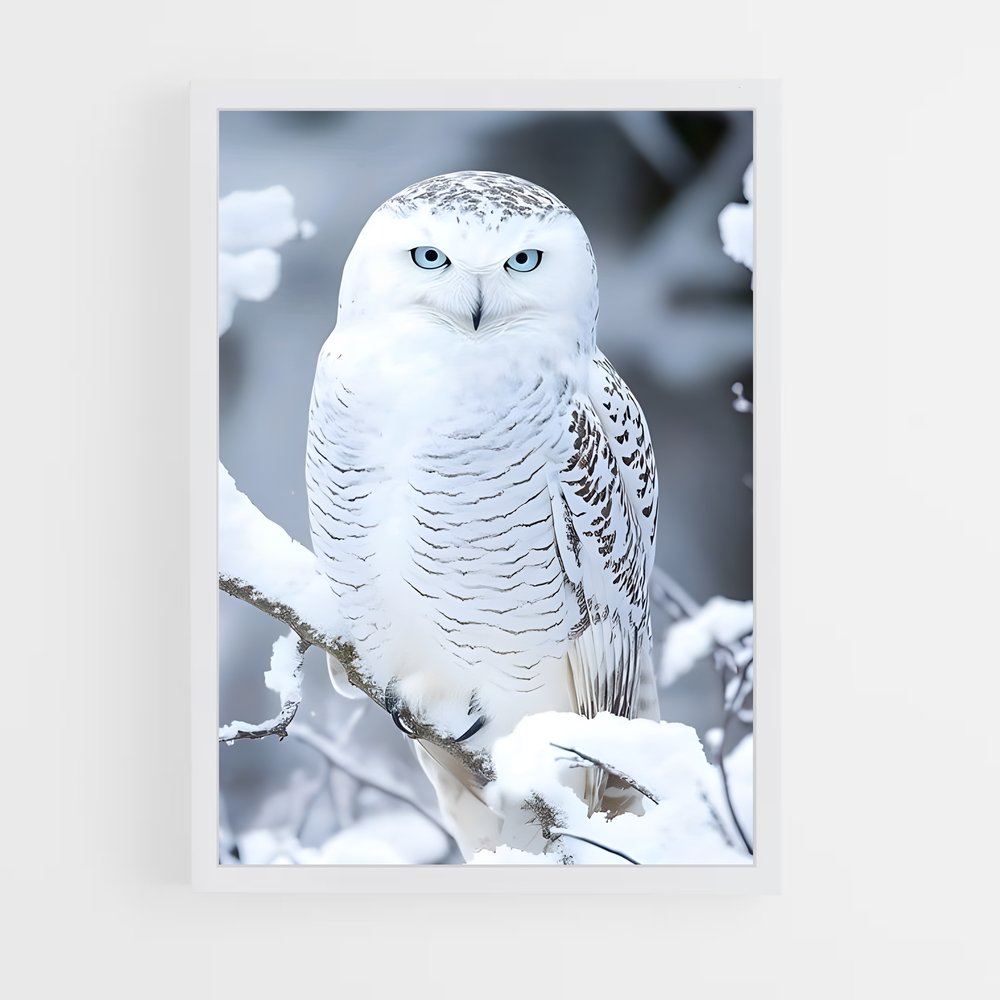 ap-snowy owl-1 cadre Blanc