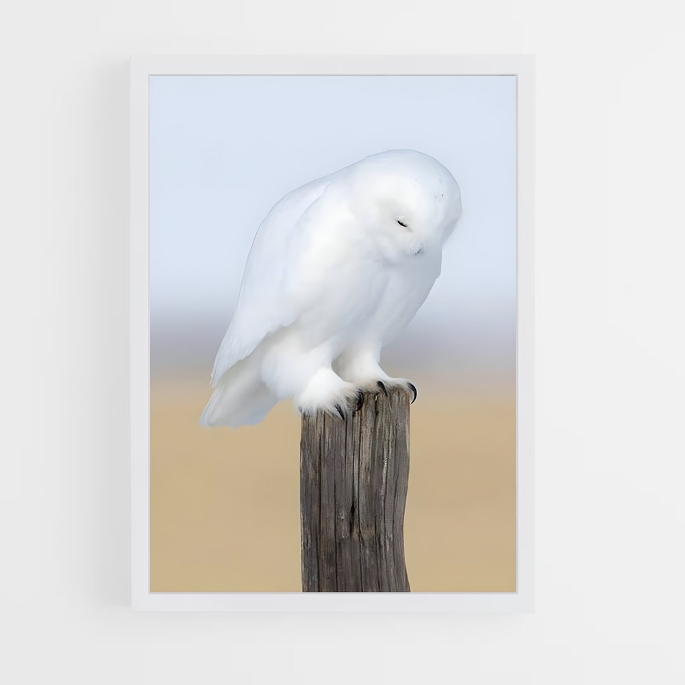 ap-snowy owl-11 cadre Blanc