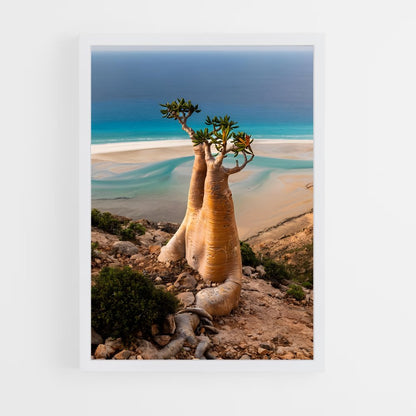 ap-socotra island-2 cadre Blanc