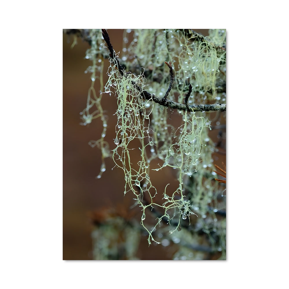 Poster Spanish Serenity