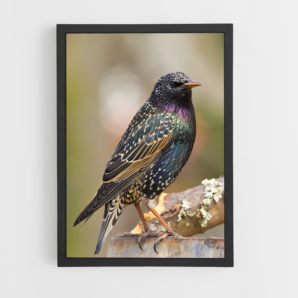 ap-starling-4 cadre Noir
