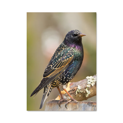 Poster L'Oiseau Sage