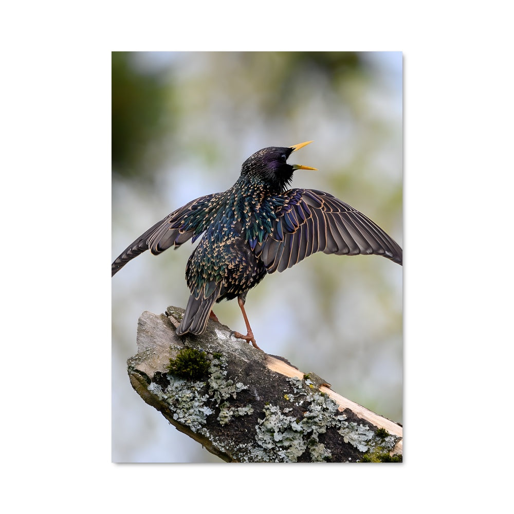 Poster Plume Éclatante