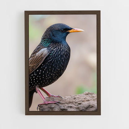 ap-starling-6 cadre Bois foncé