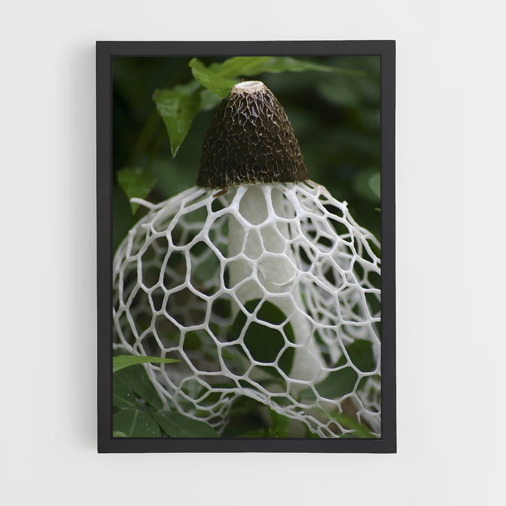 ap-stinkhorn-1 cadre Noir