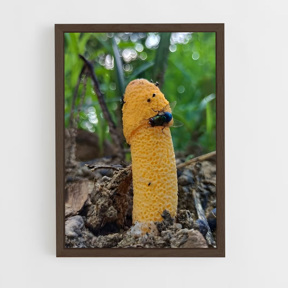 ap-stinkhorn-5 cadre Bois foncé