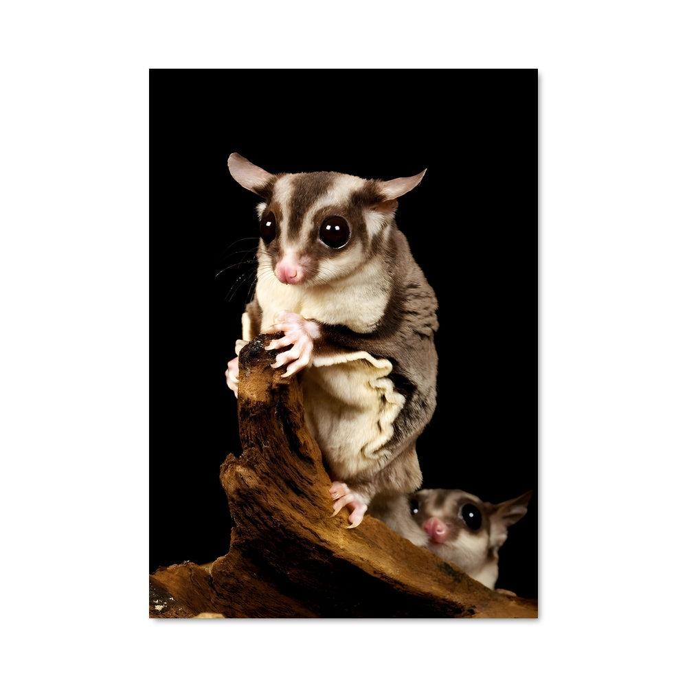 Poster Glisse Sucrée