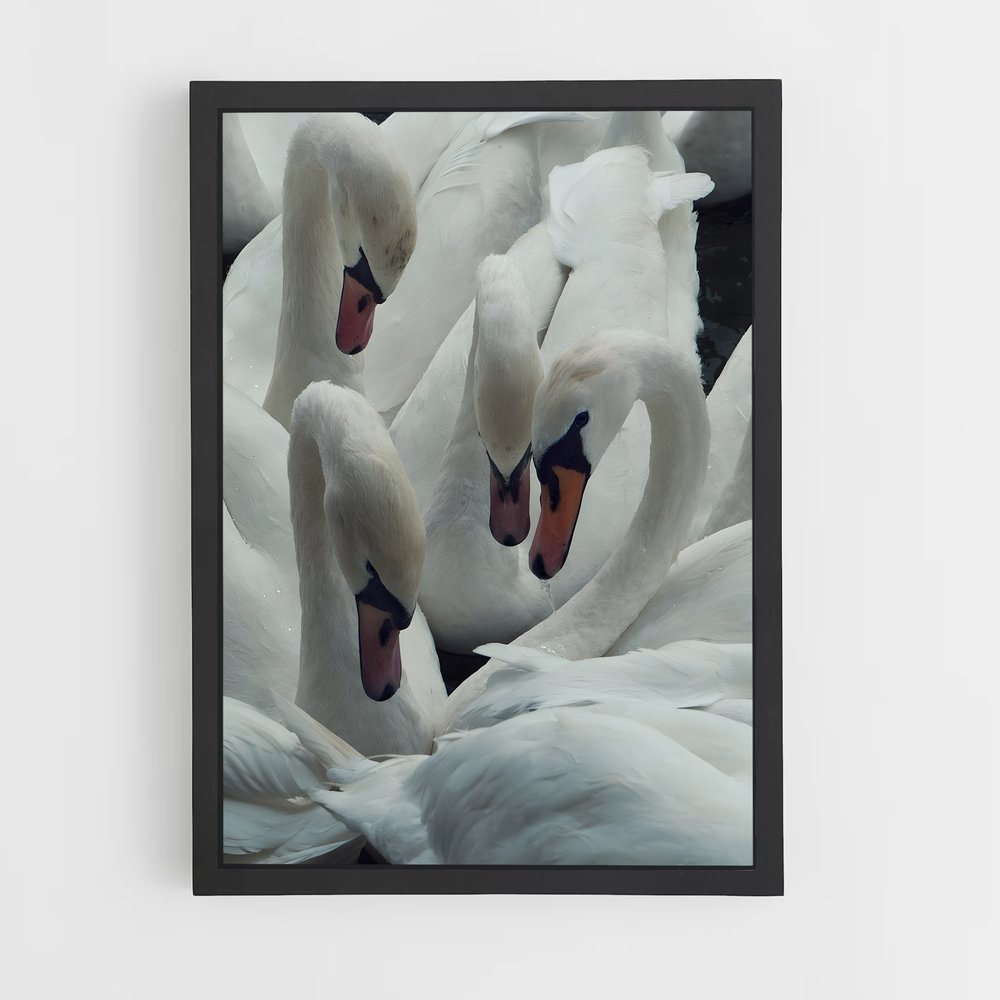 ap-swan-7 cadre Noir