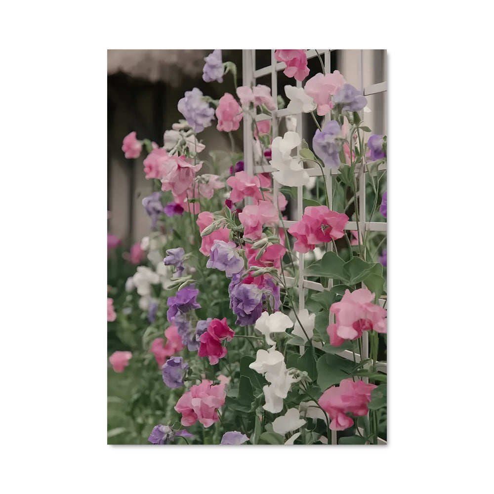 Poster Sweet pea 96742