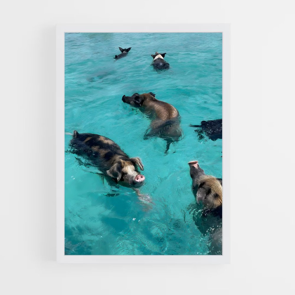 ap-swimming pigs beach-5 cadre Blanc