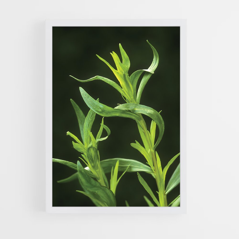 ap-tarragon-1 cadre Blanc