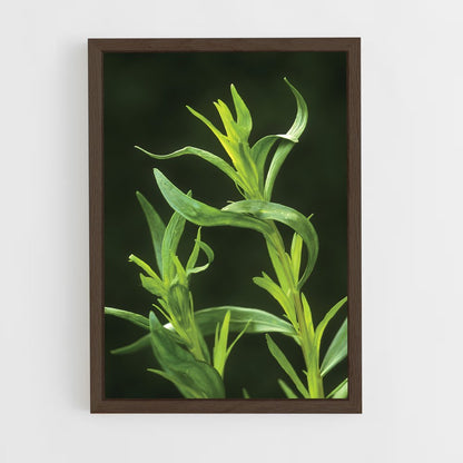 ap-tarragon-1 cadre Bois foncé