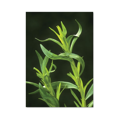 Poster Éclat de Tarragon