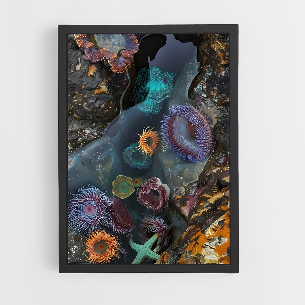ap-tide pool-1 cadre Noir