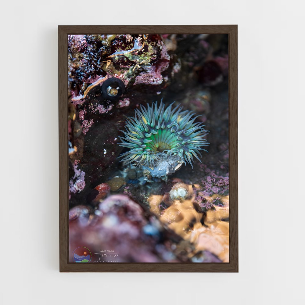 ap-tide pool-5 cadre Bois foncé