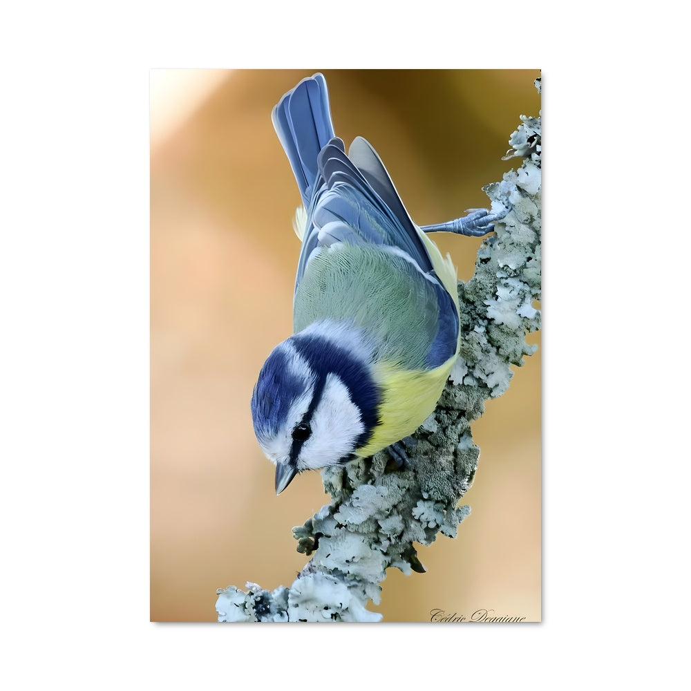 Poster Oiseau Bleu