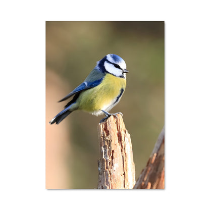 Poster Chanson des Ailes