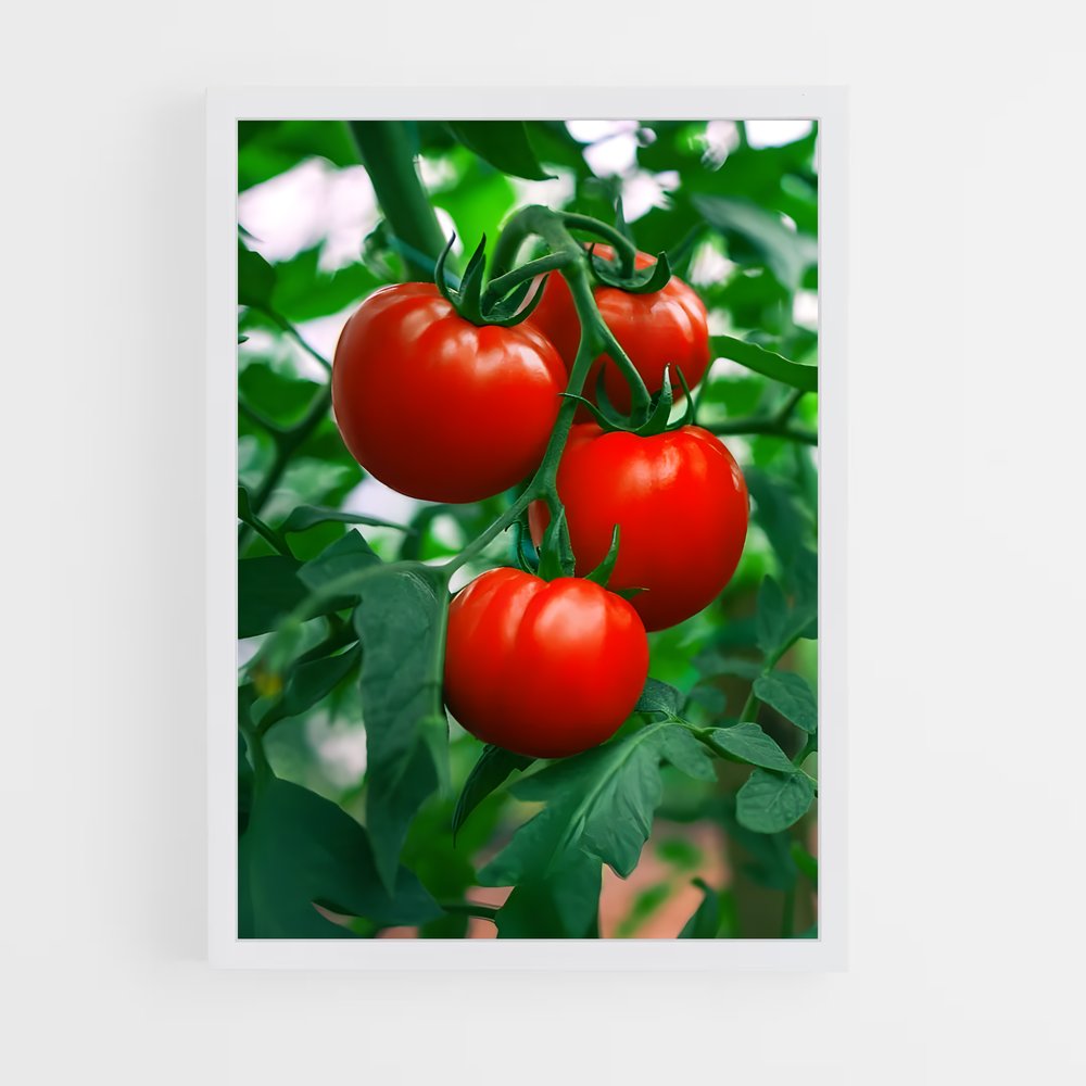 ap-tomato-2 cadre Blanc