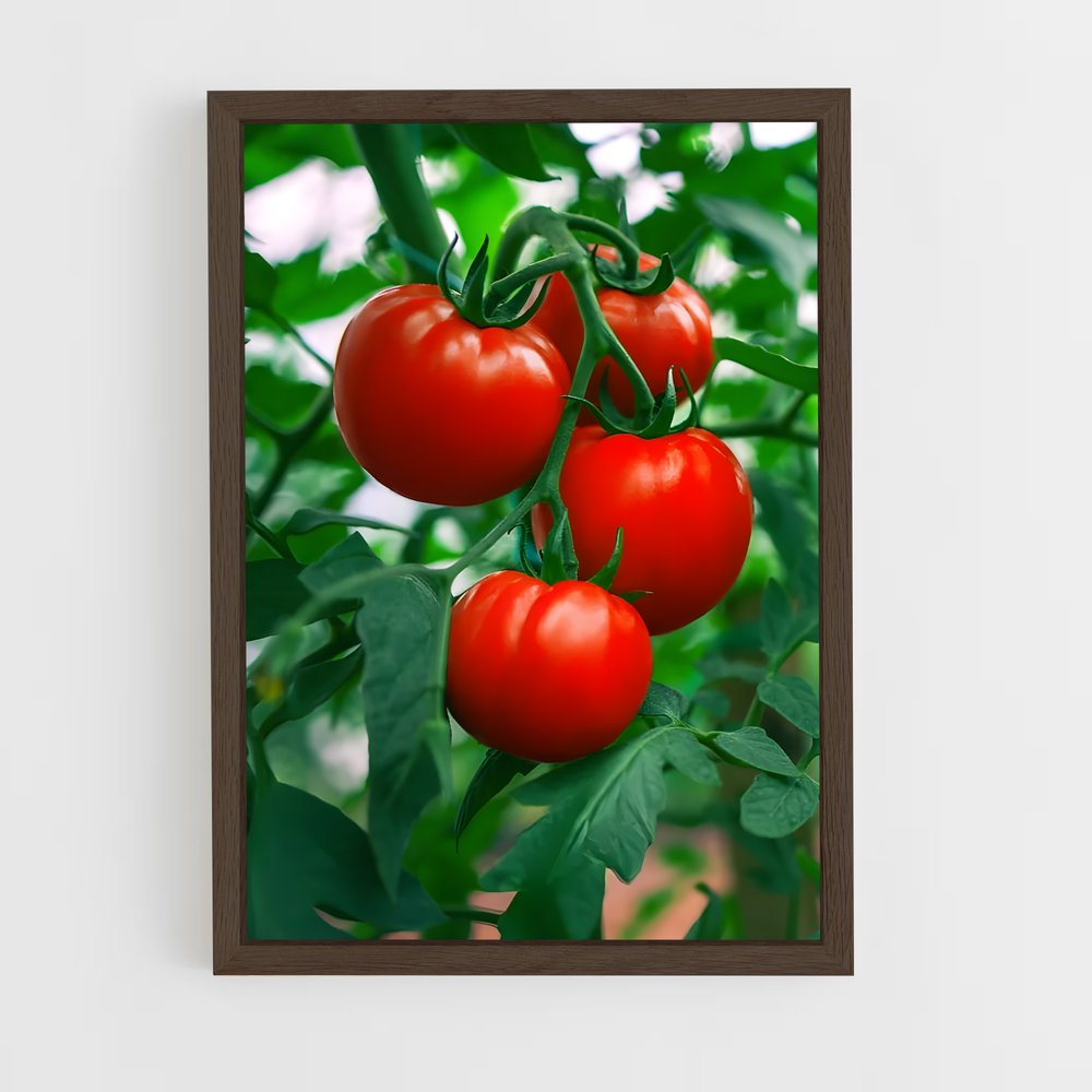 ap-tomato-2 cadre Bois foncé