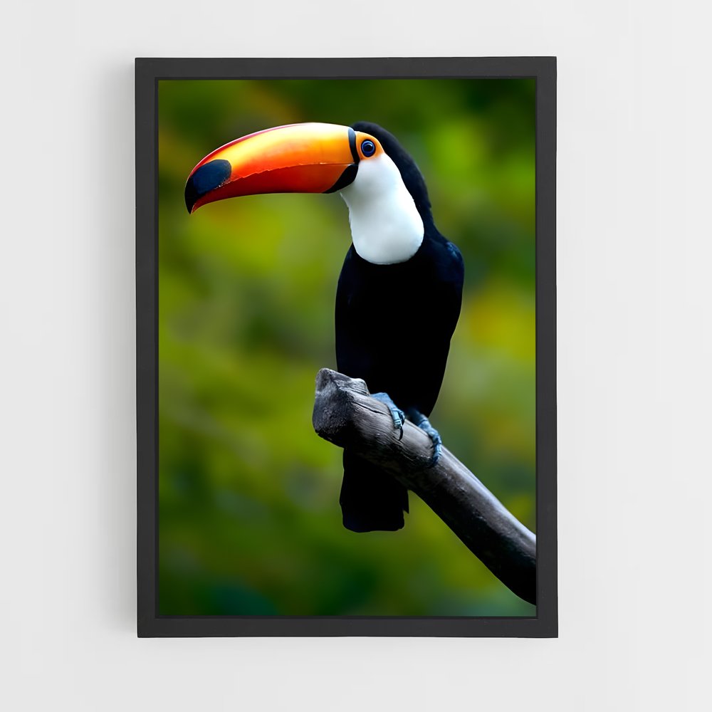 ap-toucan-4 cadre Noir