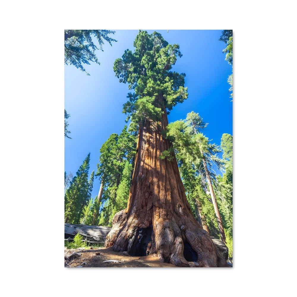 Poster L'Arbre Géant de Sema