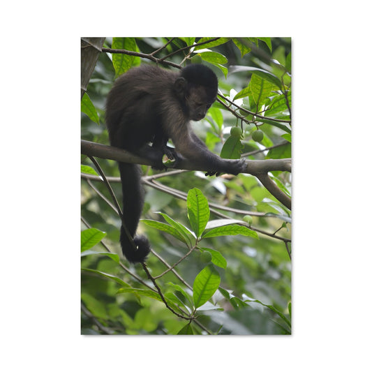 Poster Singe des Arbres