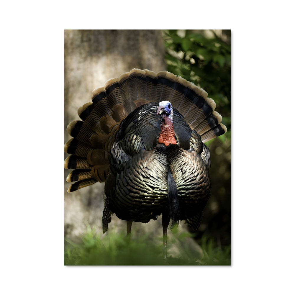 Poster Dinde Élégante