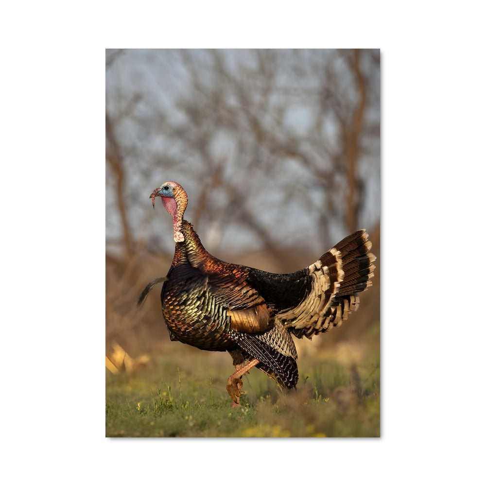Poster Dindon Sauvage