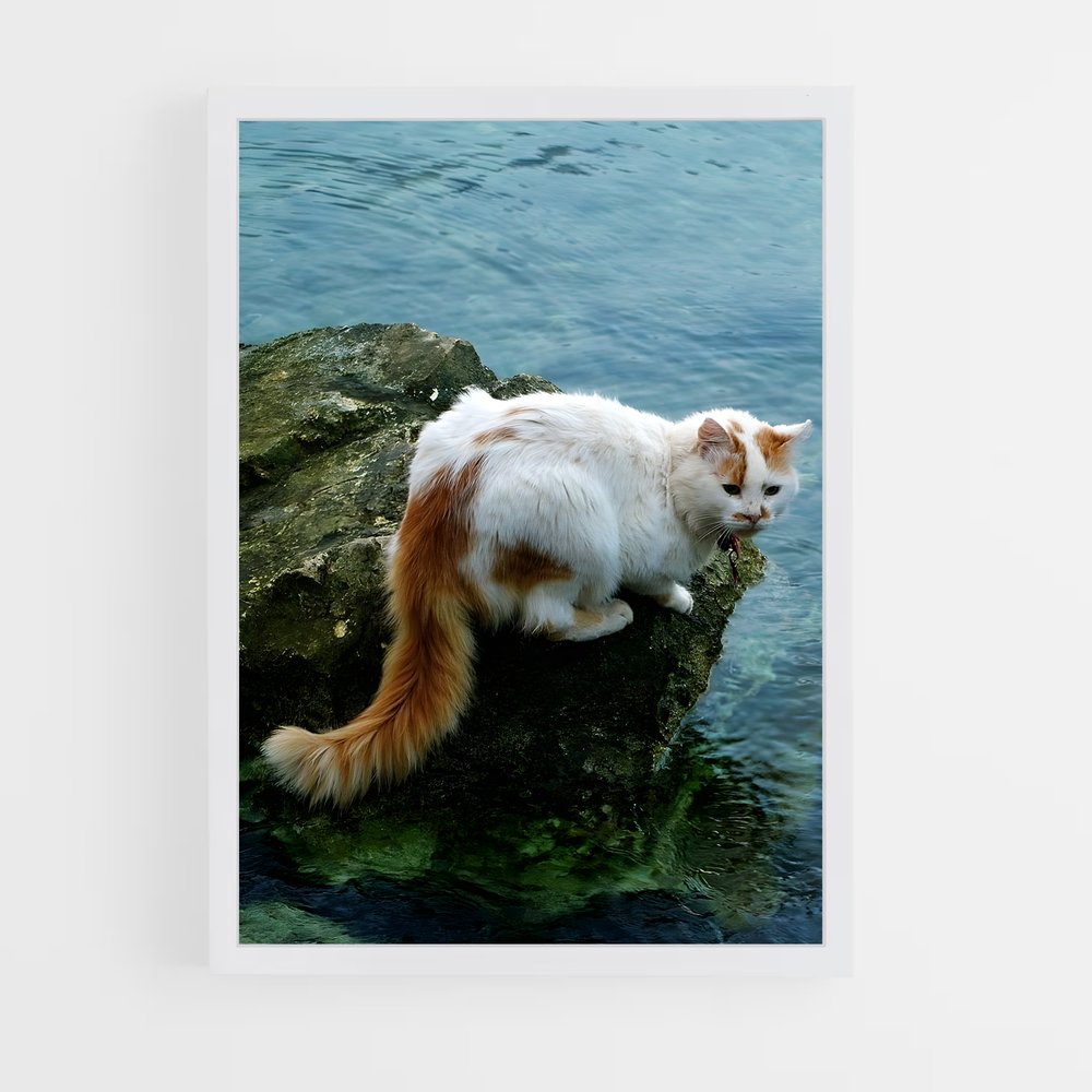 ap-turkish van-1 cadre Blanc
