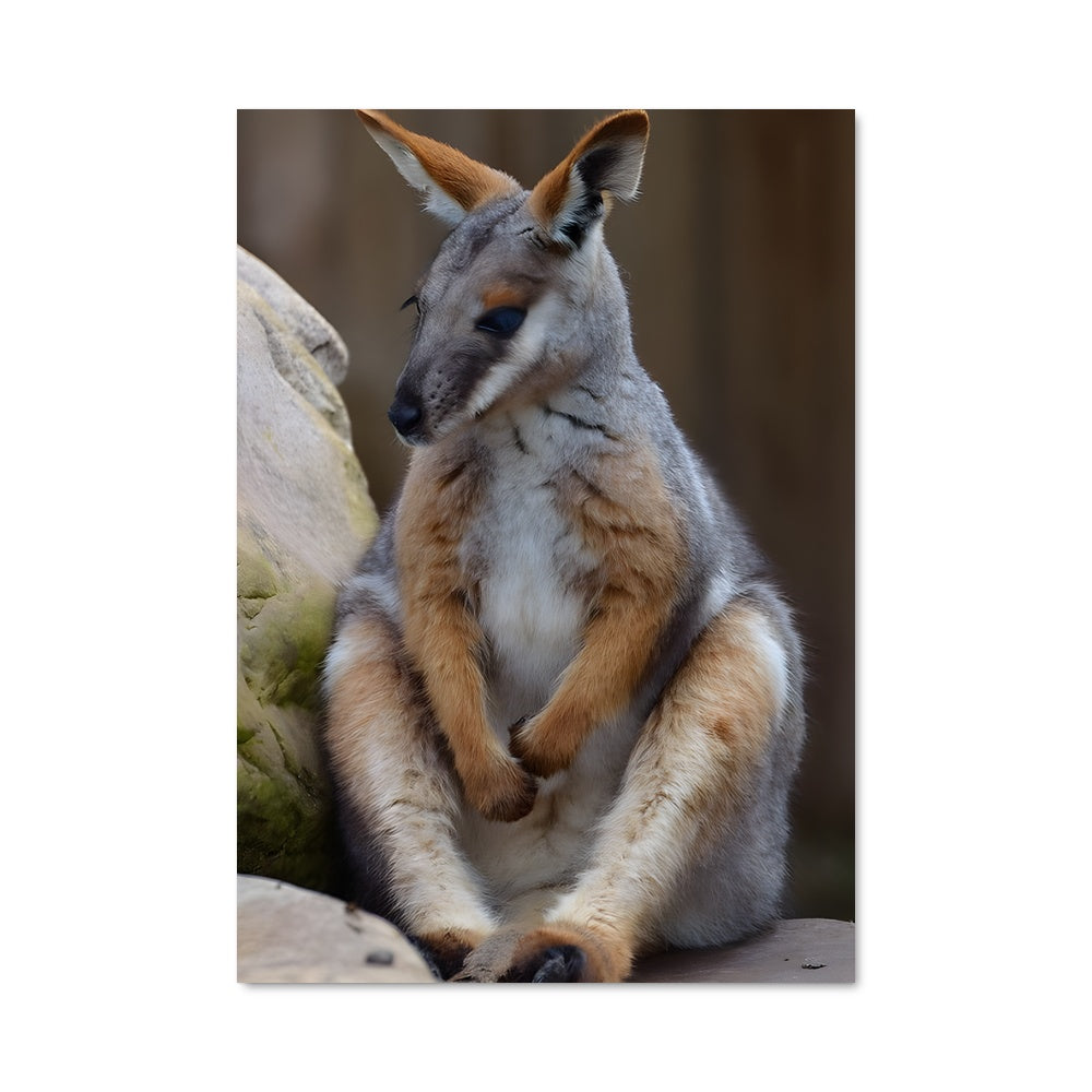 Poster Kangourou Sur Rocher