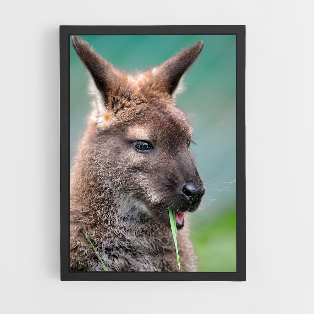 ap-wallaby-3 cadre Noir