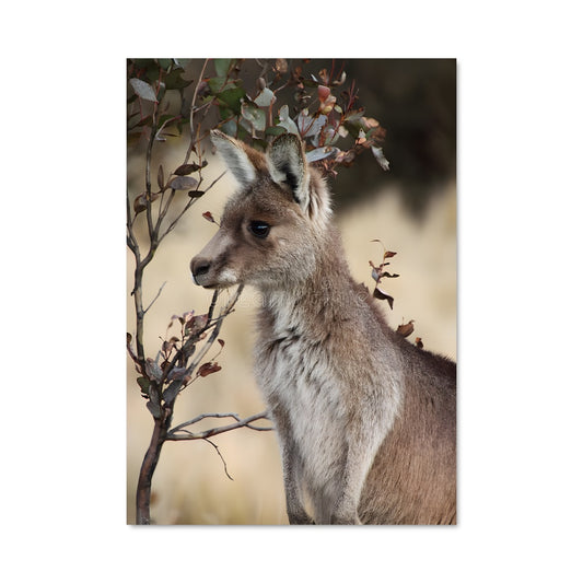 Poster Kangourou Sauvage