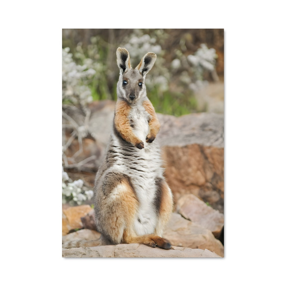 Poster Kangourou Équilibriste