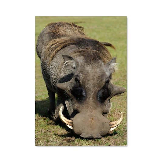 Poster Le Sanglier Majestueux