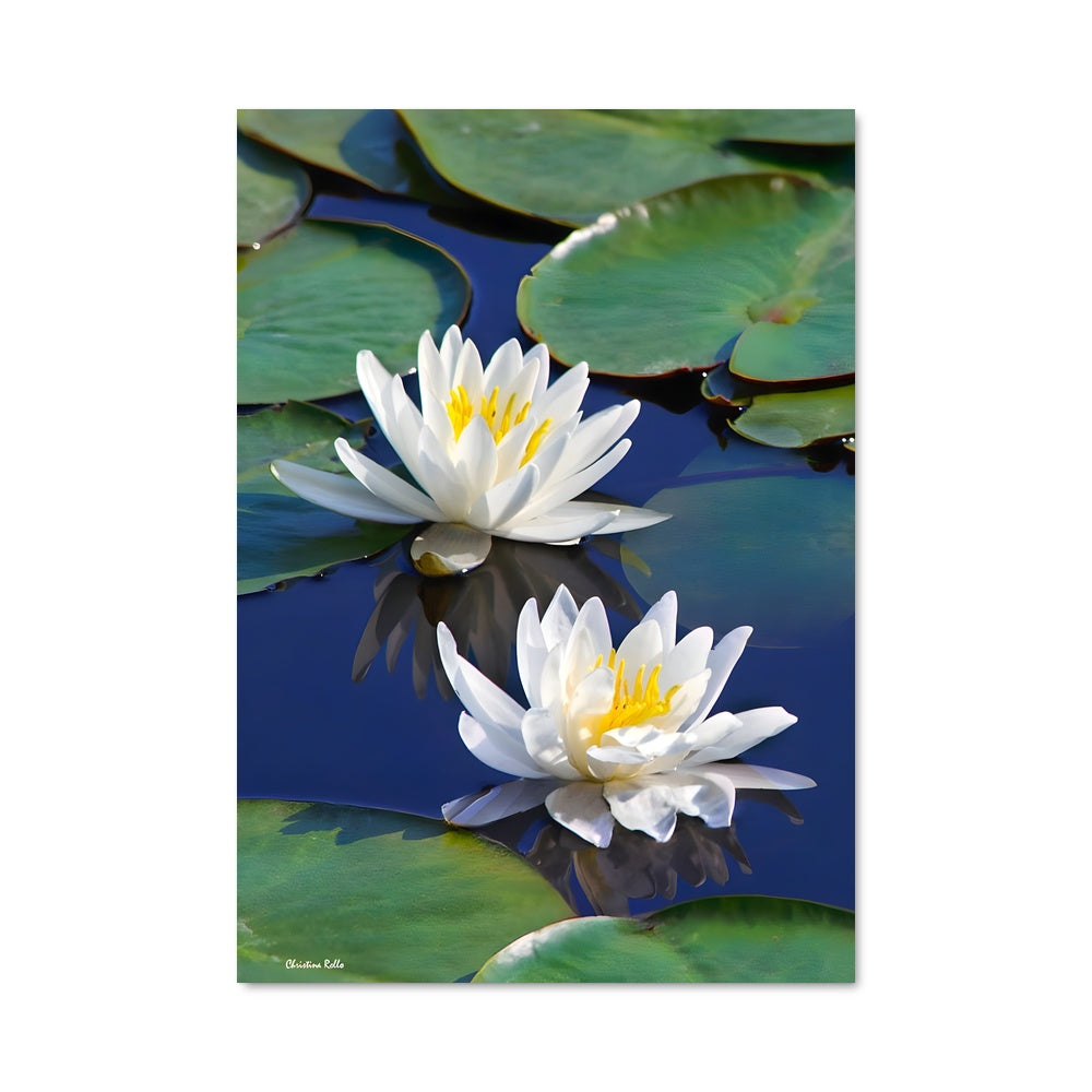 Poster Water lily 96293