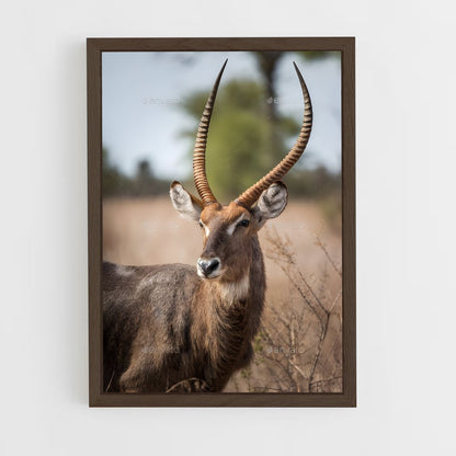 ap-waterbuck-1 cadre Bois foncé