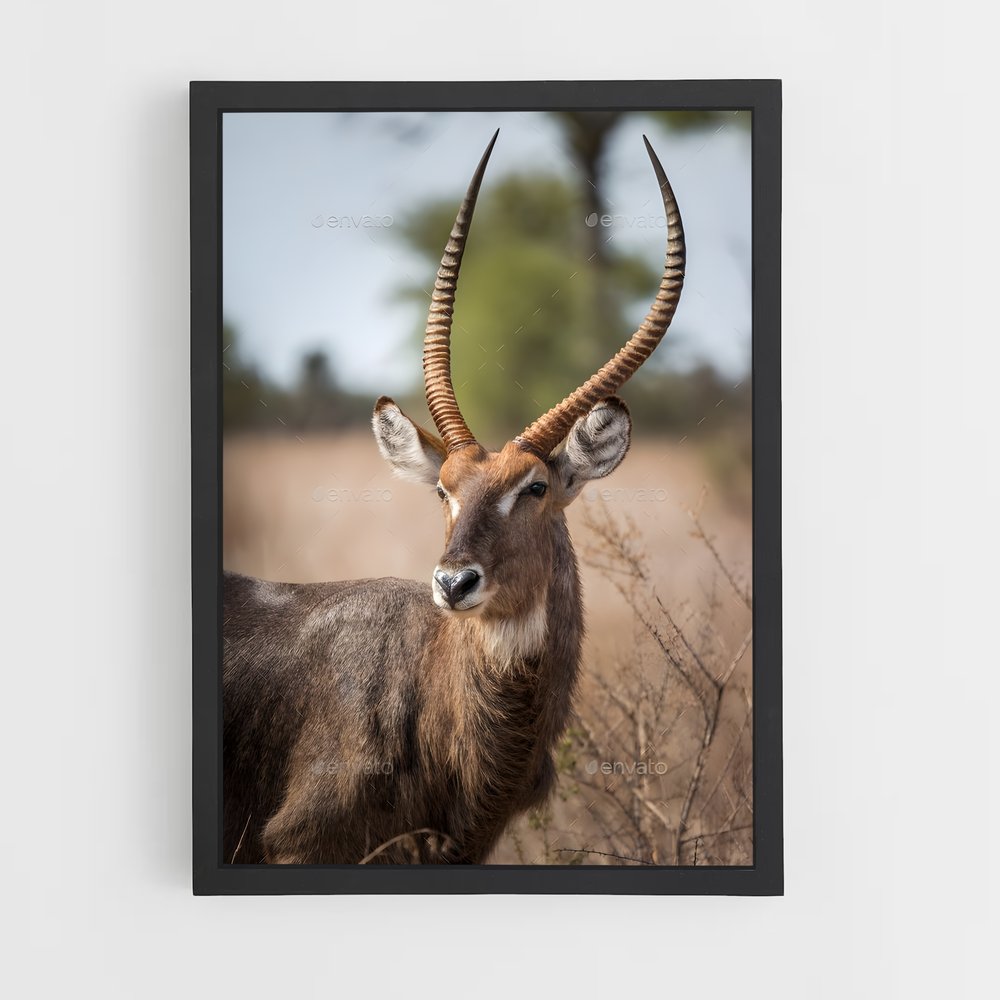 ap-waterbuck-1 cadre Noir